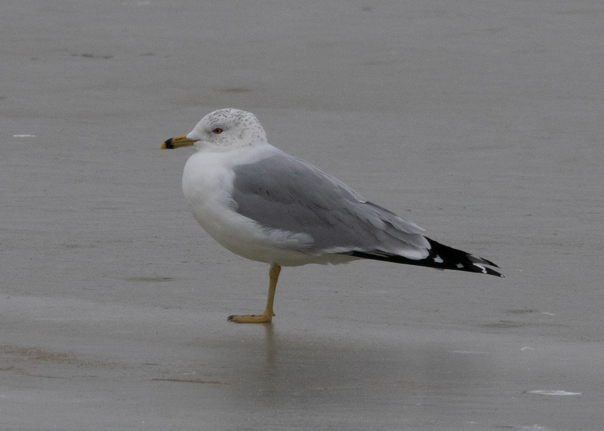 Ring-billed Gull - ML609419105