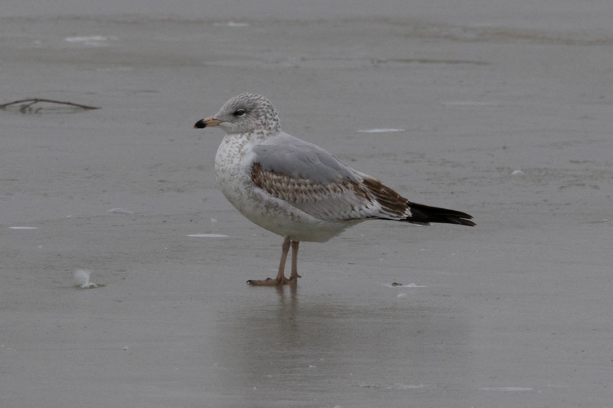 Ring-billed Gull - ML609419106