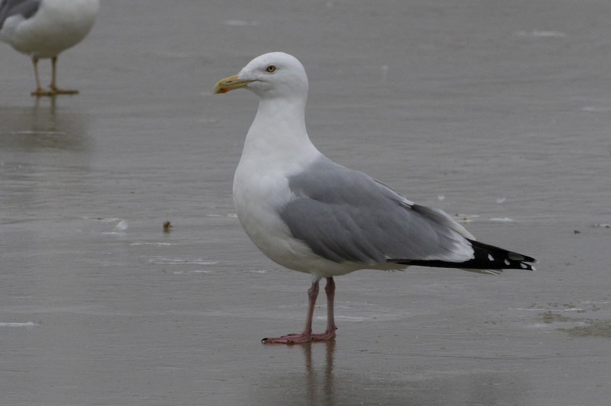 American Herring Gull - ML609419162