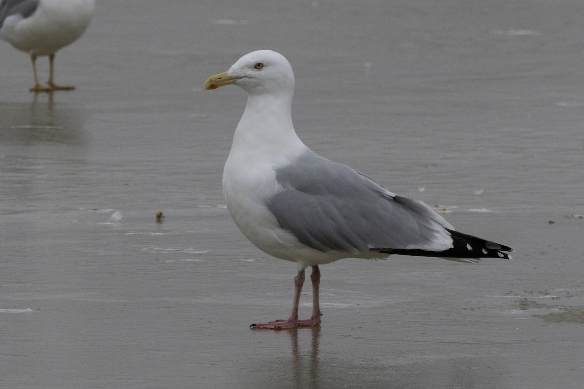 Gaviota Argéntea - ML609419162