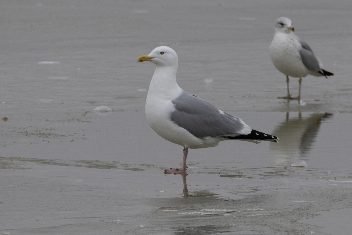 American Herring Gull - ML609419163