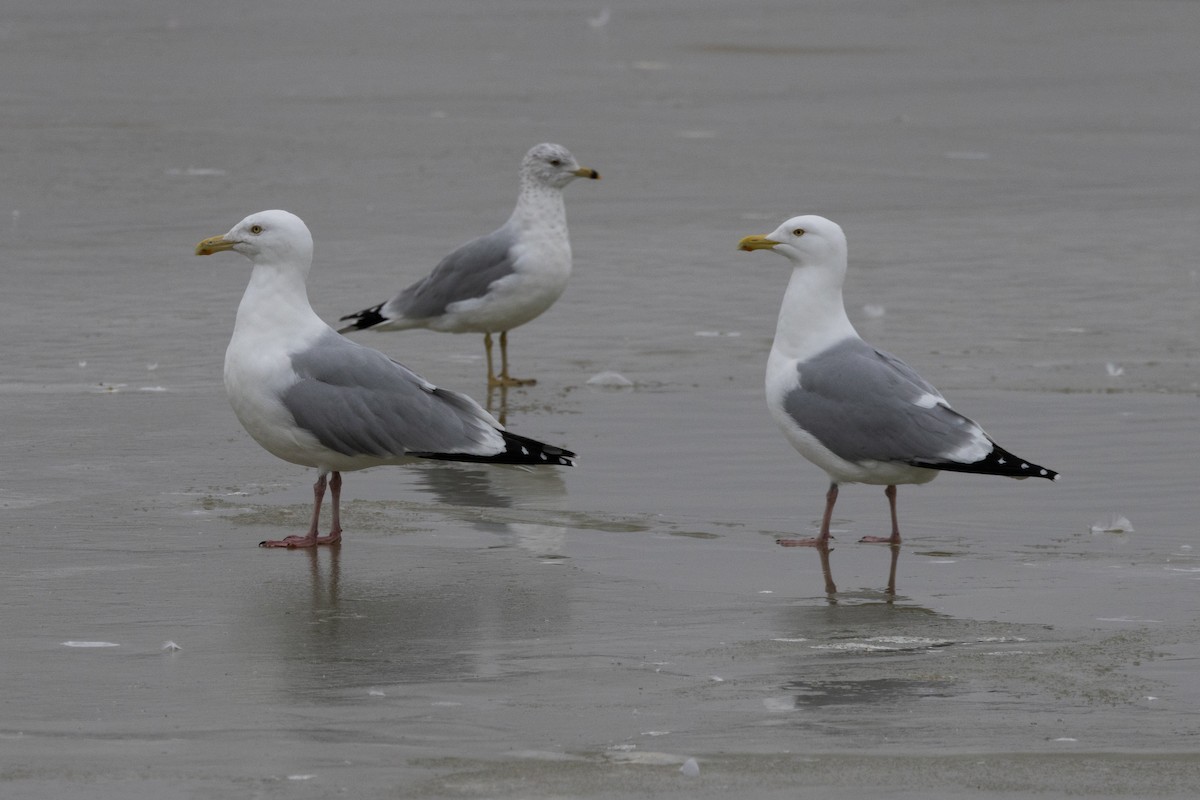 Gaviota Argéntea - ML609419164