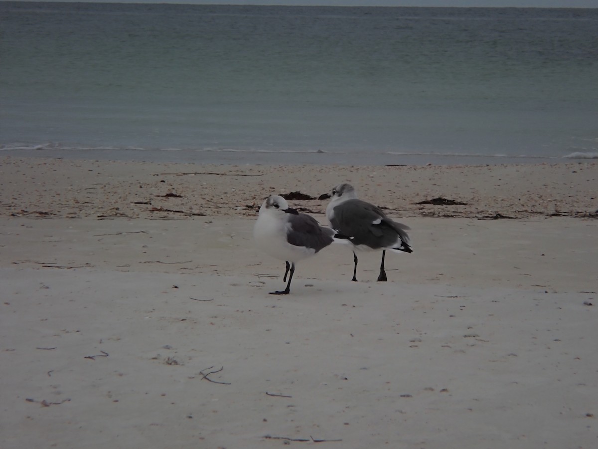 Laughing Gull - ML609419176