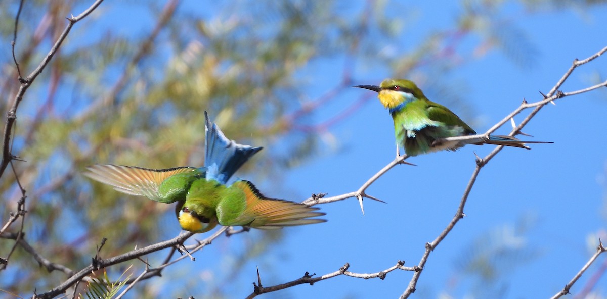 Swallow-tailed Bee-eater - ML609419277