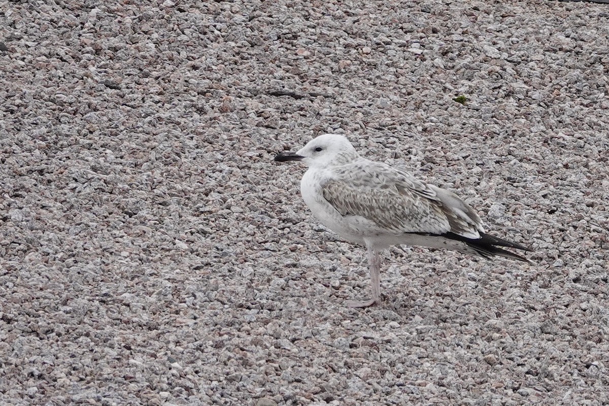 Caspian Gull - Sami Tuomela