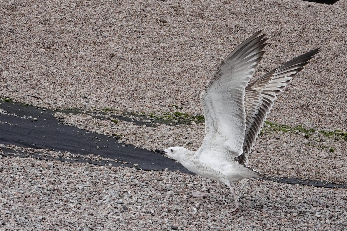 Caspian Gull - Sami Tuomela