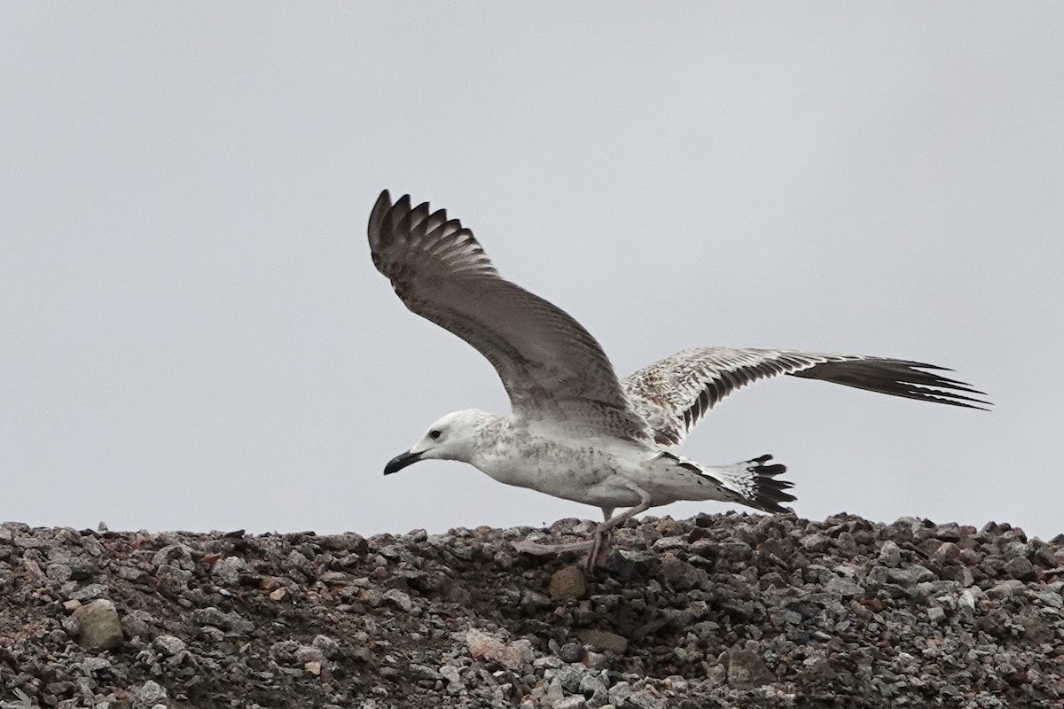 Caspian Gull - Sami Tuomela