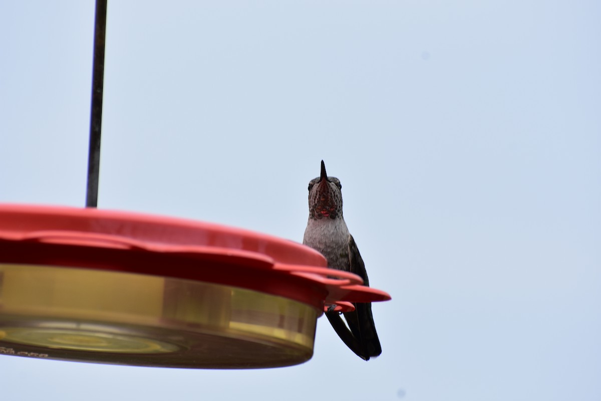 Anna's Hummingbird - ML609419324