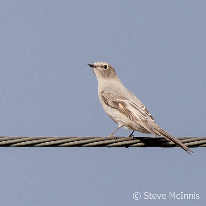 Townsend's Solitaire - ML609419347