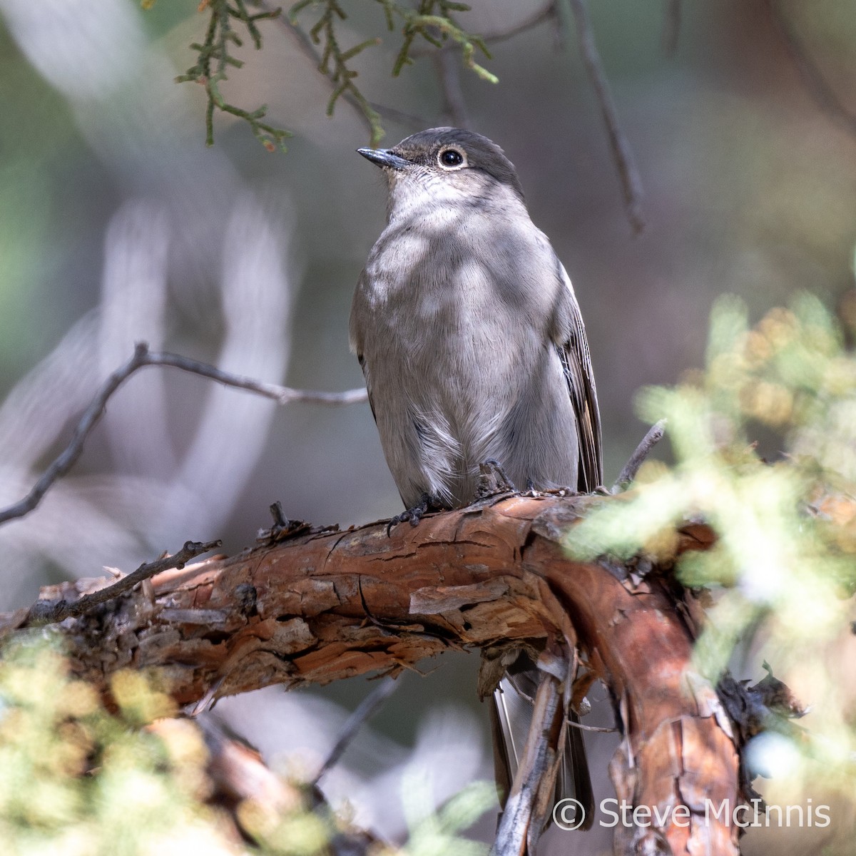 Townsend's Solitaire - Steve McInnis