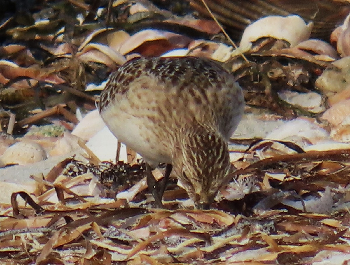 Bairdstrandläufer - ML609419484