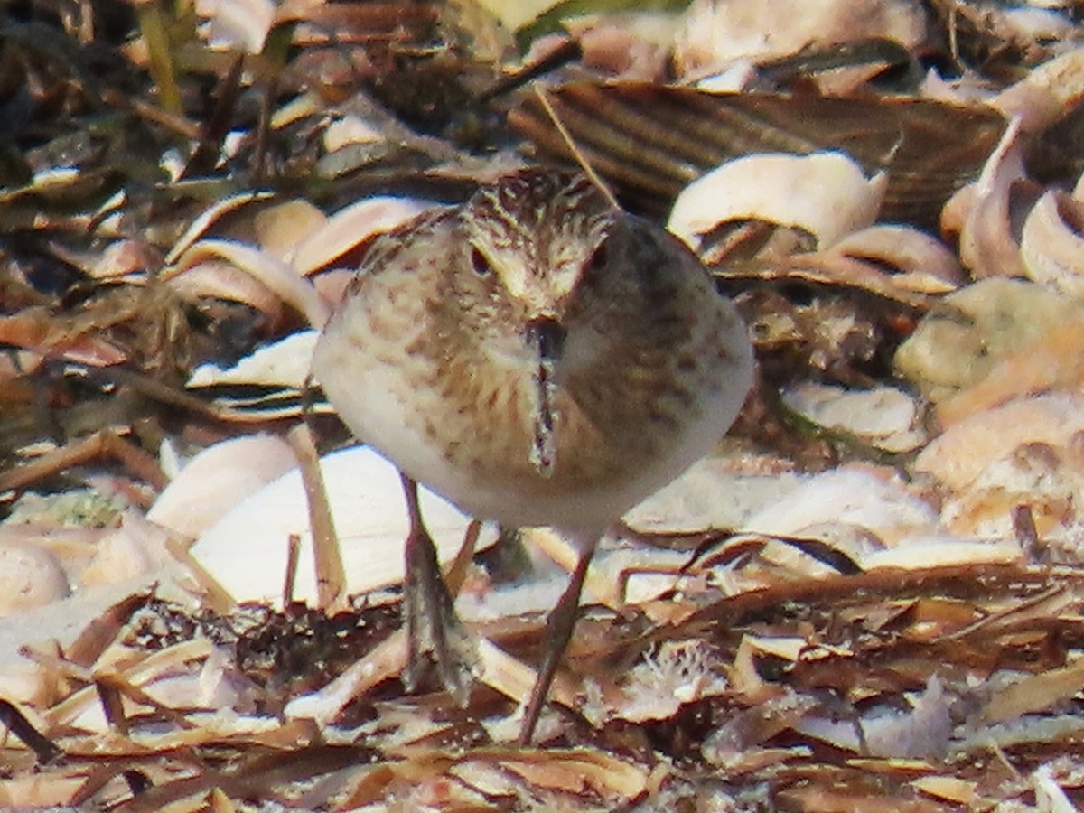 Bairdstrandläufer - ML609419489