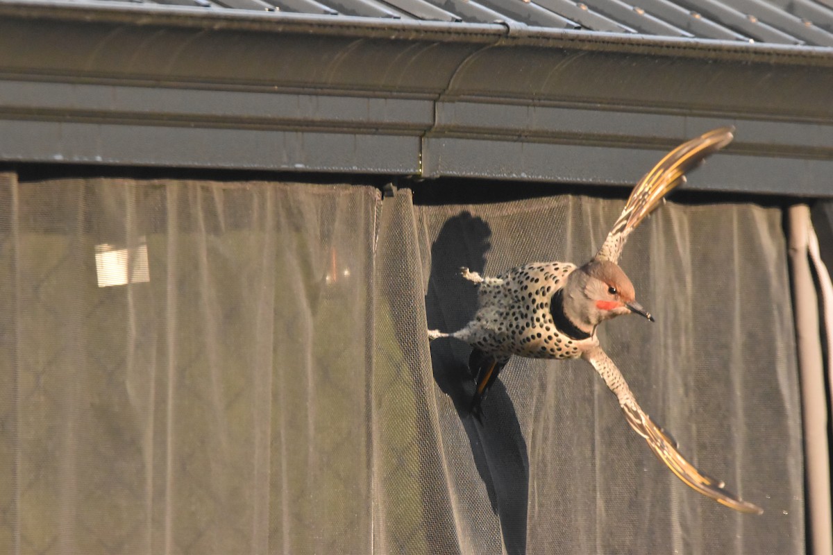Northern Flicker (Yellow-shafted x Red-shafted) - M Dougherty