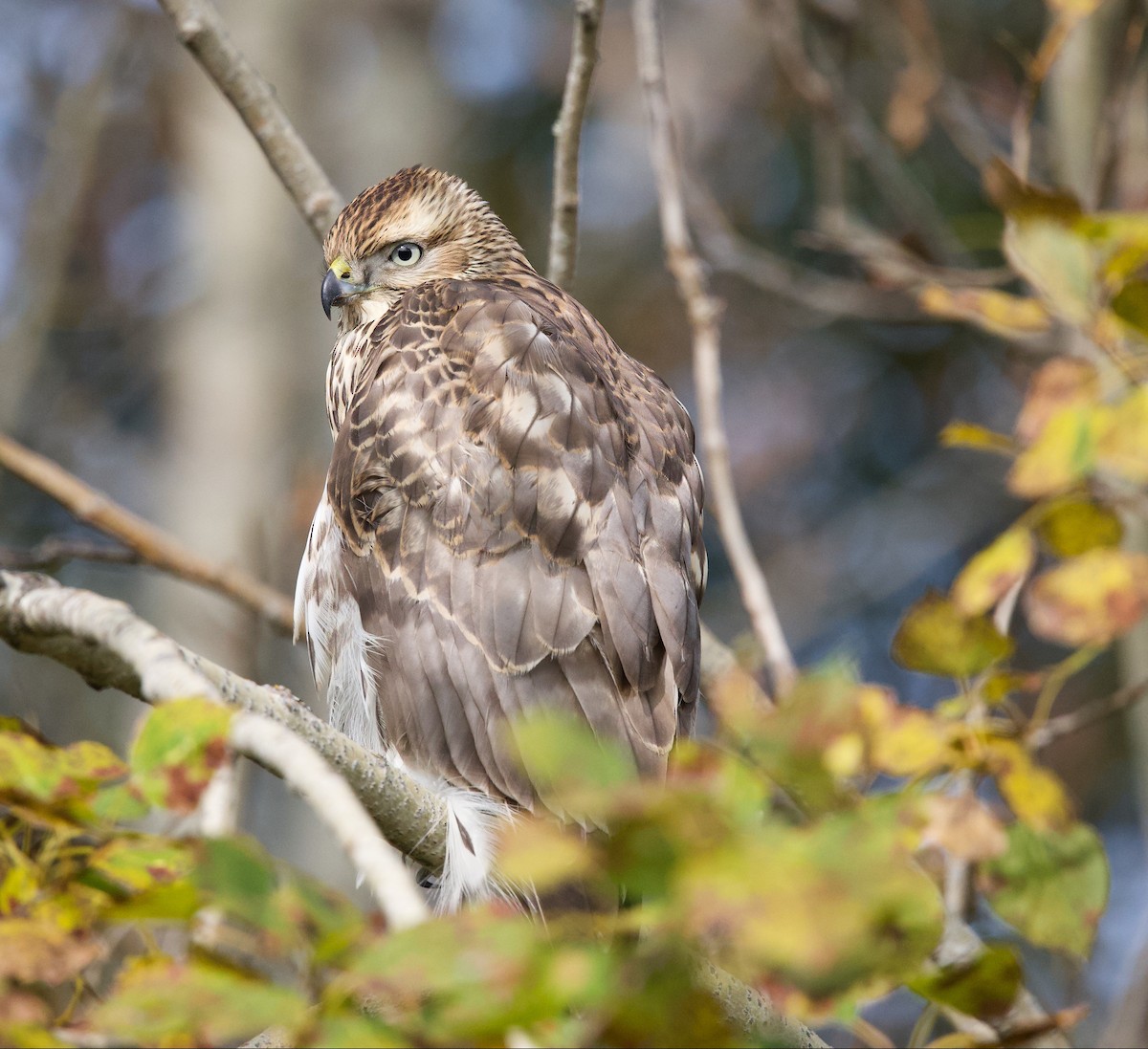 American Goshawk - Michel Proulx