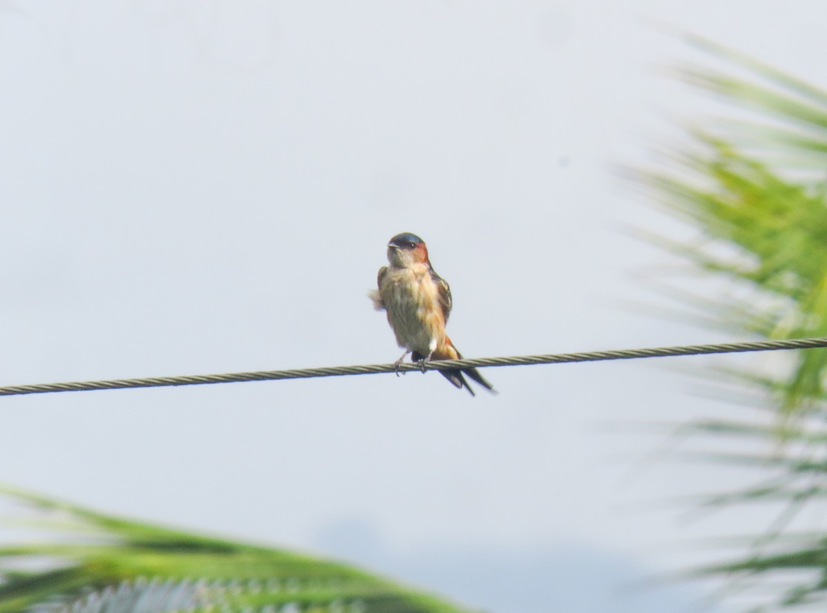 Red-rumped Swallow - Sumesh PB