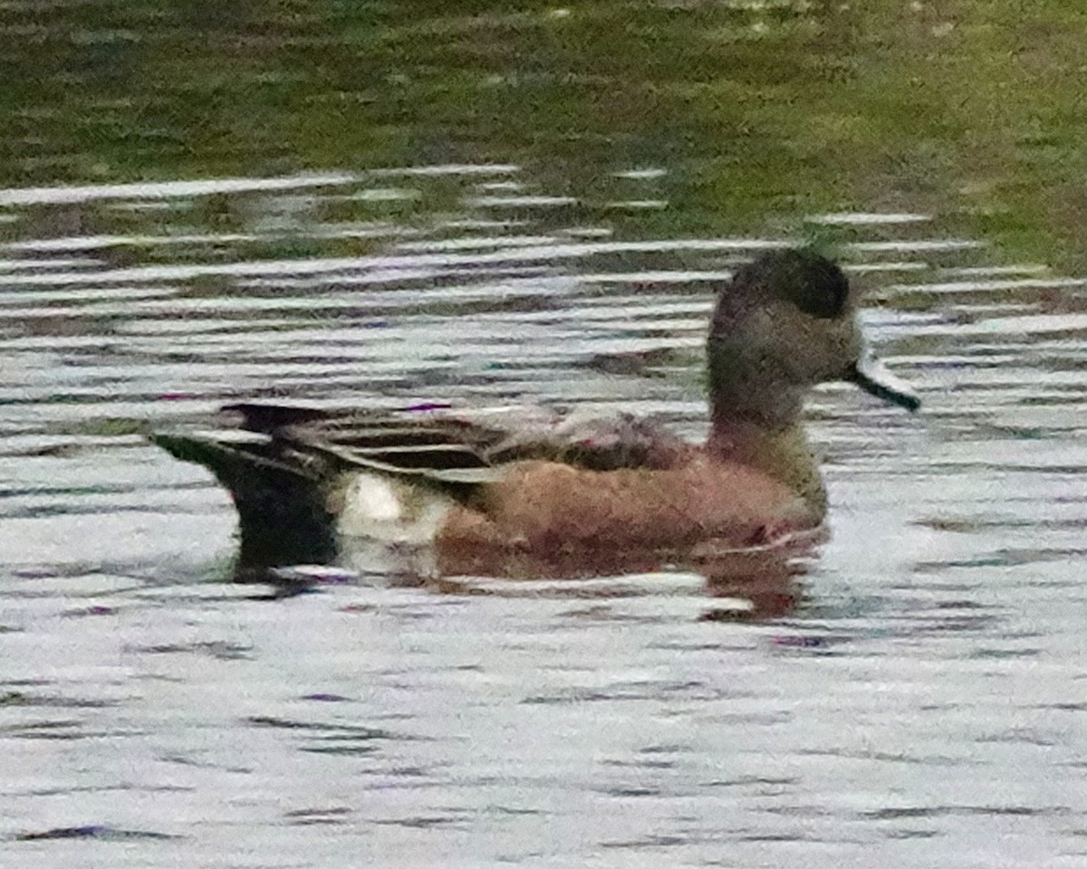 American Wigeon - ML609420154