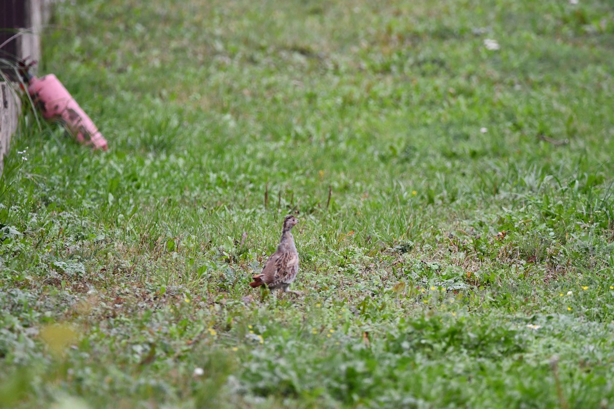 Gray Partridge - ML609420304