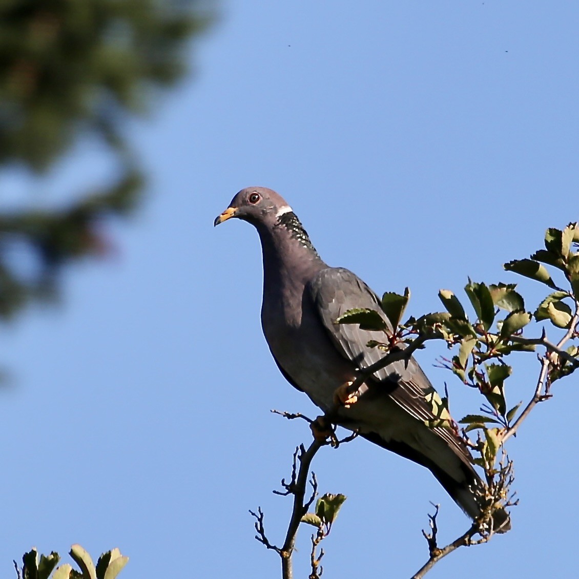 Band-tailed Pigeon - Cate Hopkinson
