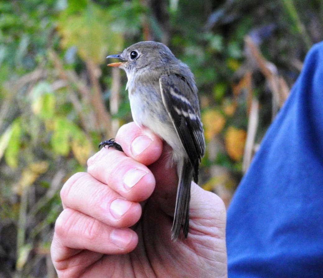 Least Flycatcher - ML609420428