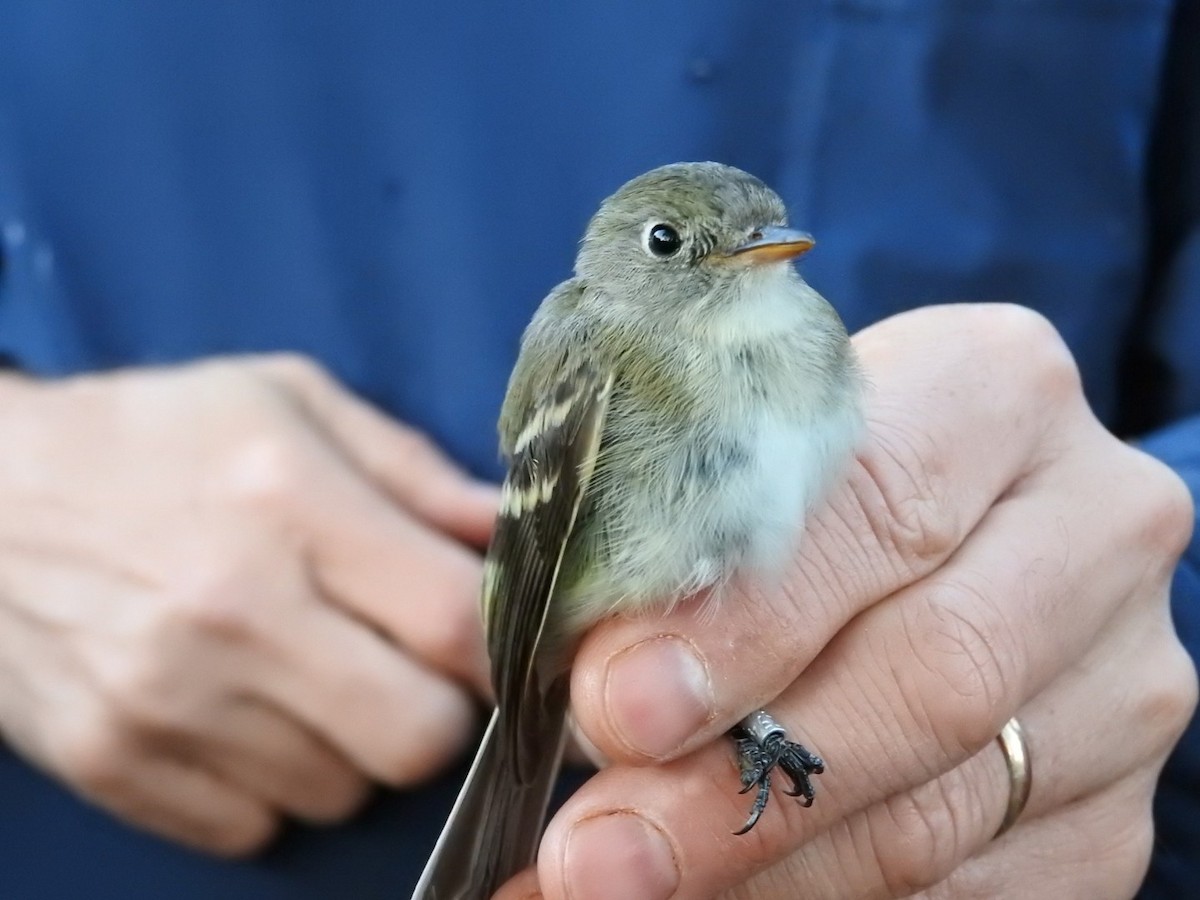 Least Flycatcher - ML609420429