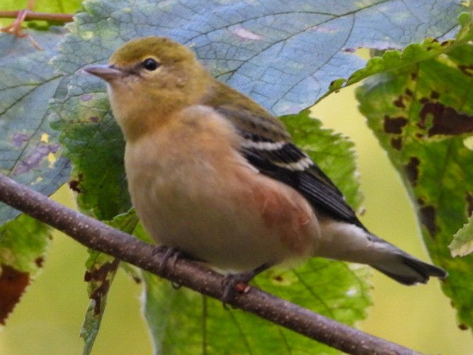 Bay-breasted Warbler - ML609420440