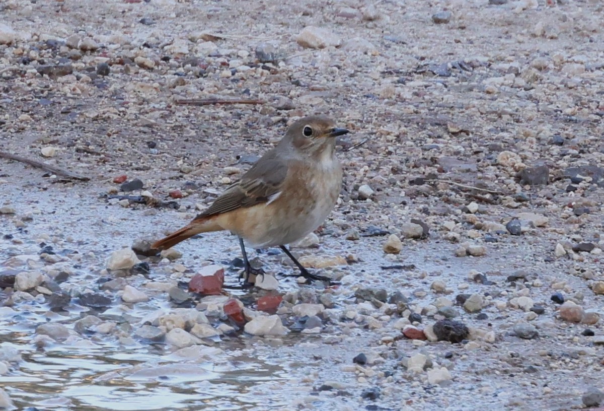 Common Redstart - ML609420462