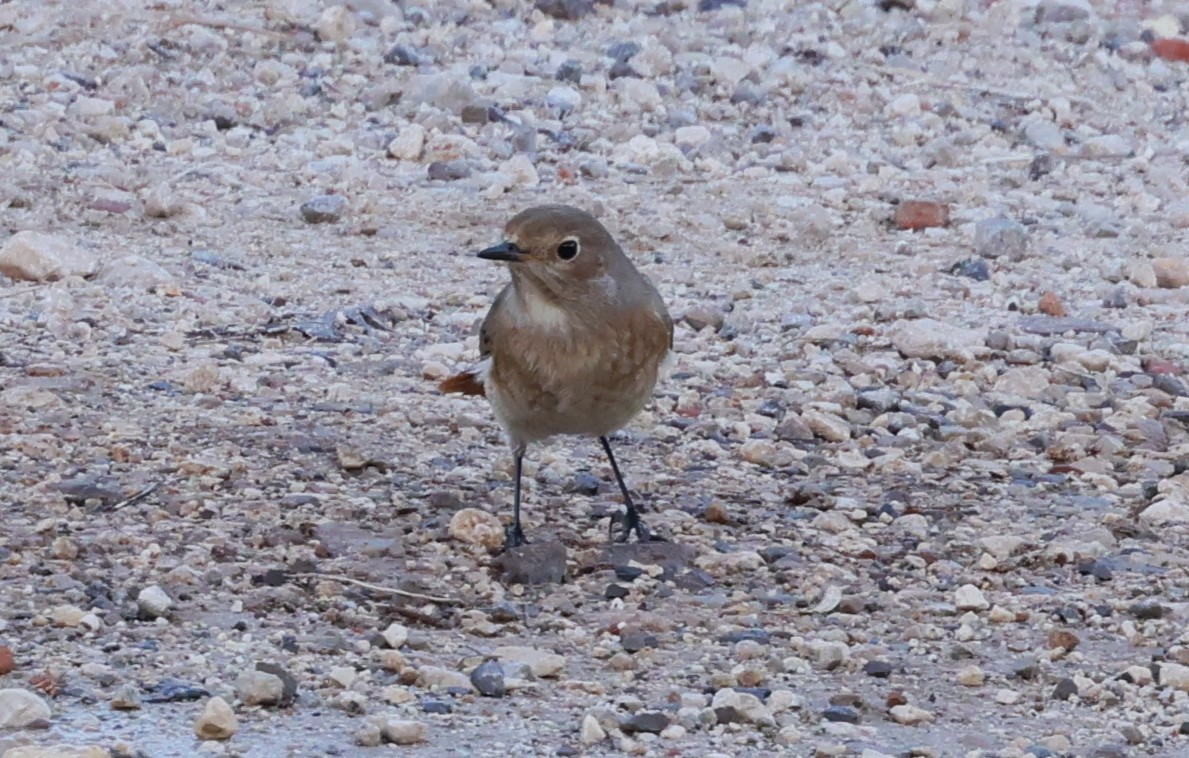 Common Redstart - ML609420463