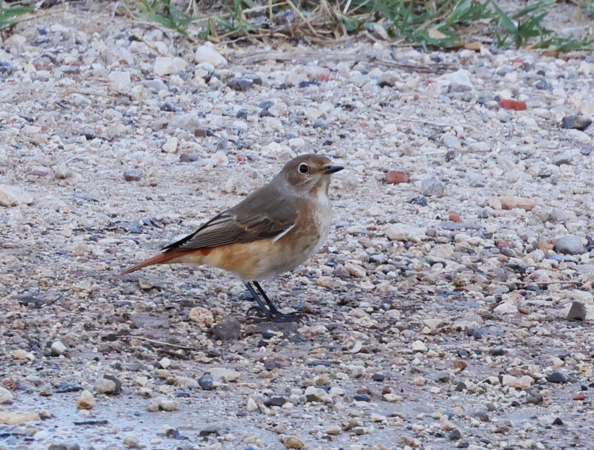 Common Redstart - ML609420464