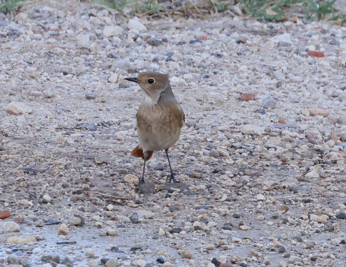 Common Redstart - ML609420465