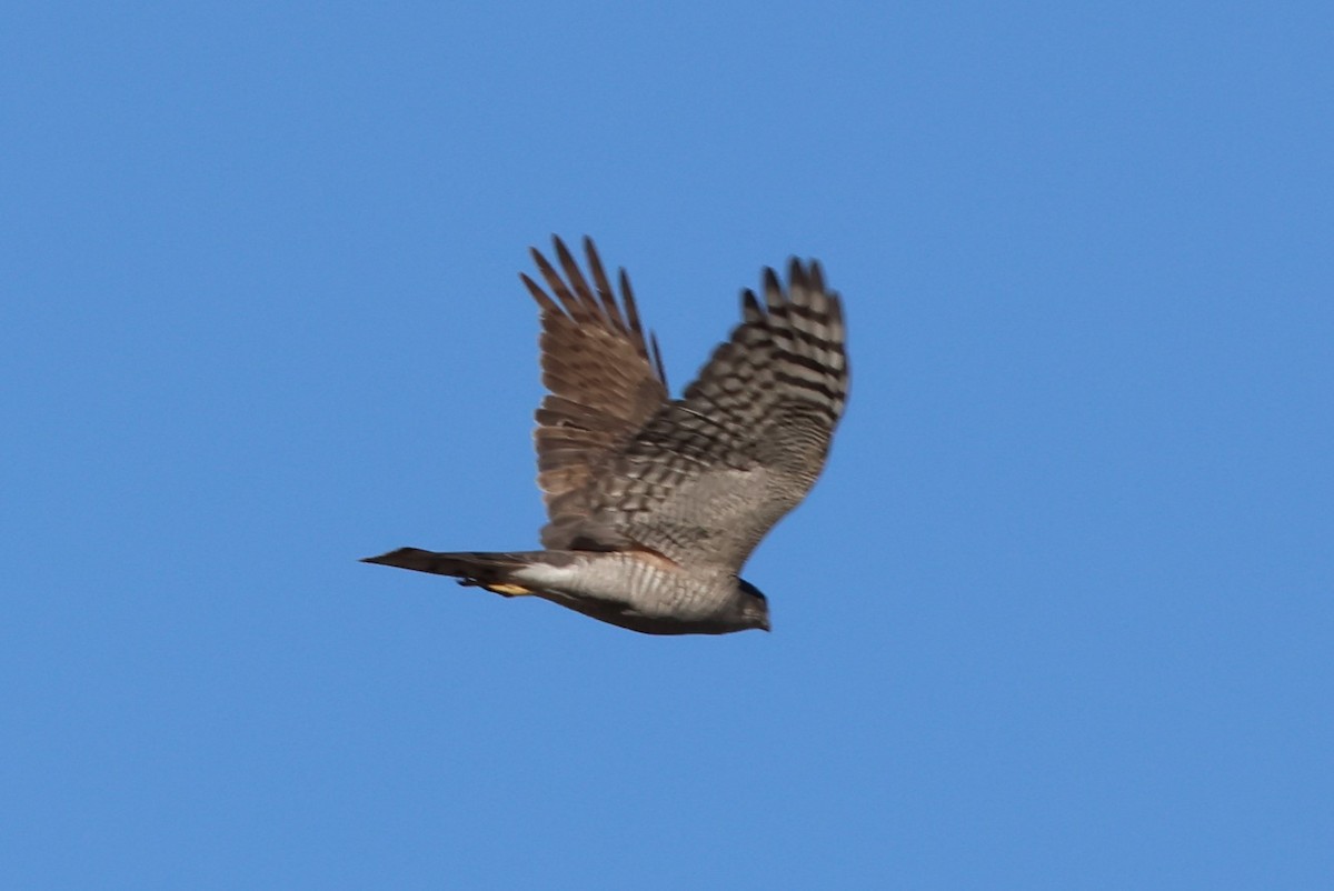 Eurasian Sparrowhawk - ML609420491