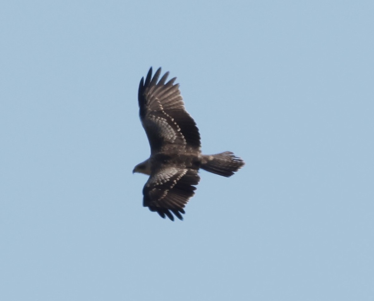 Black Kite - ML609420496