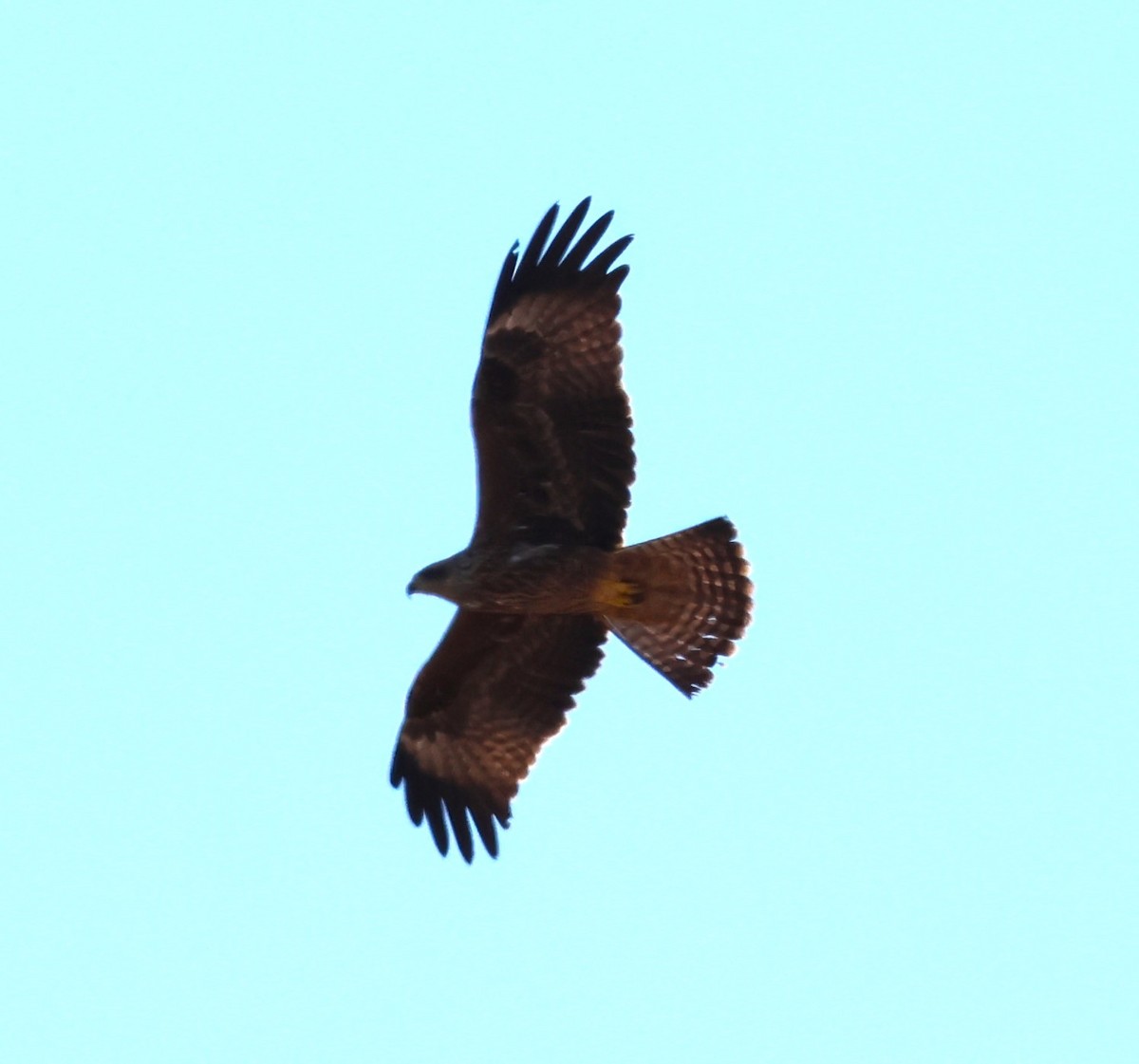 Black Kite - ML609420497