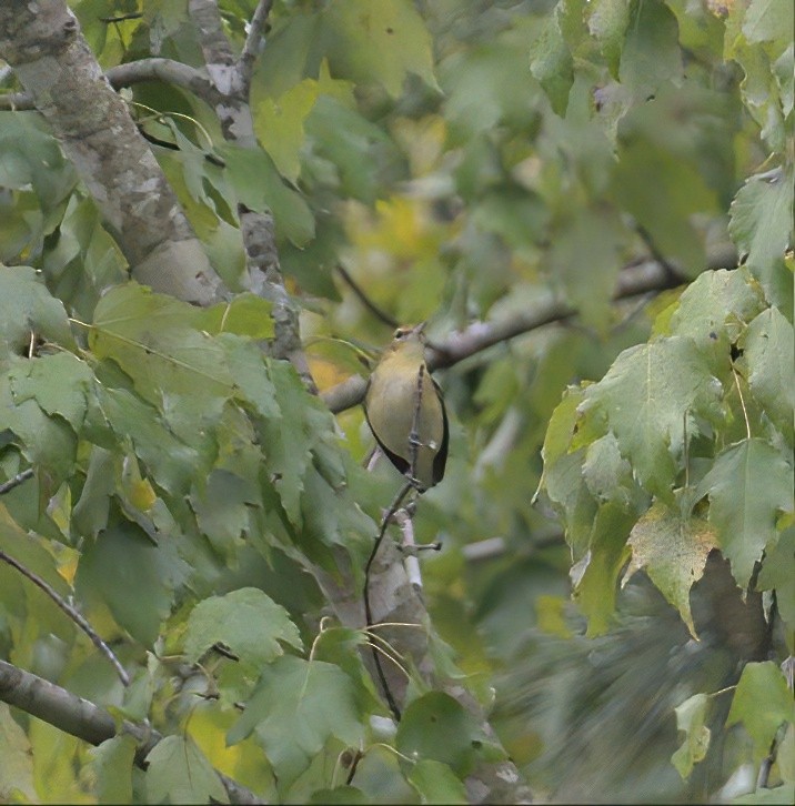 passerine sp. - ML609420511