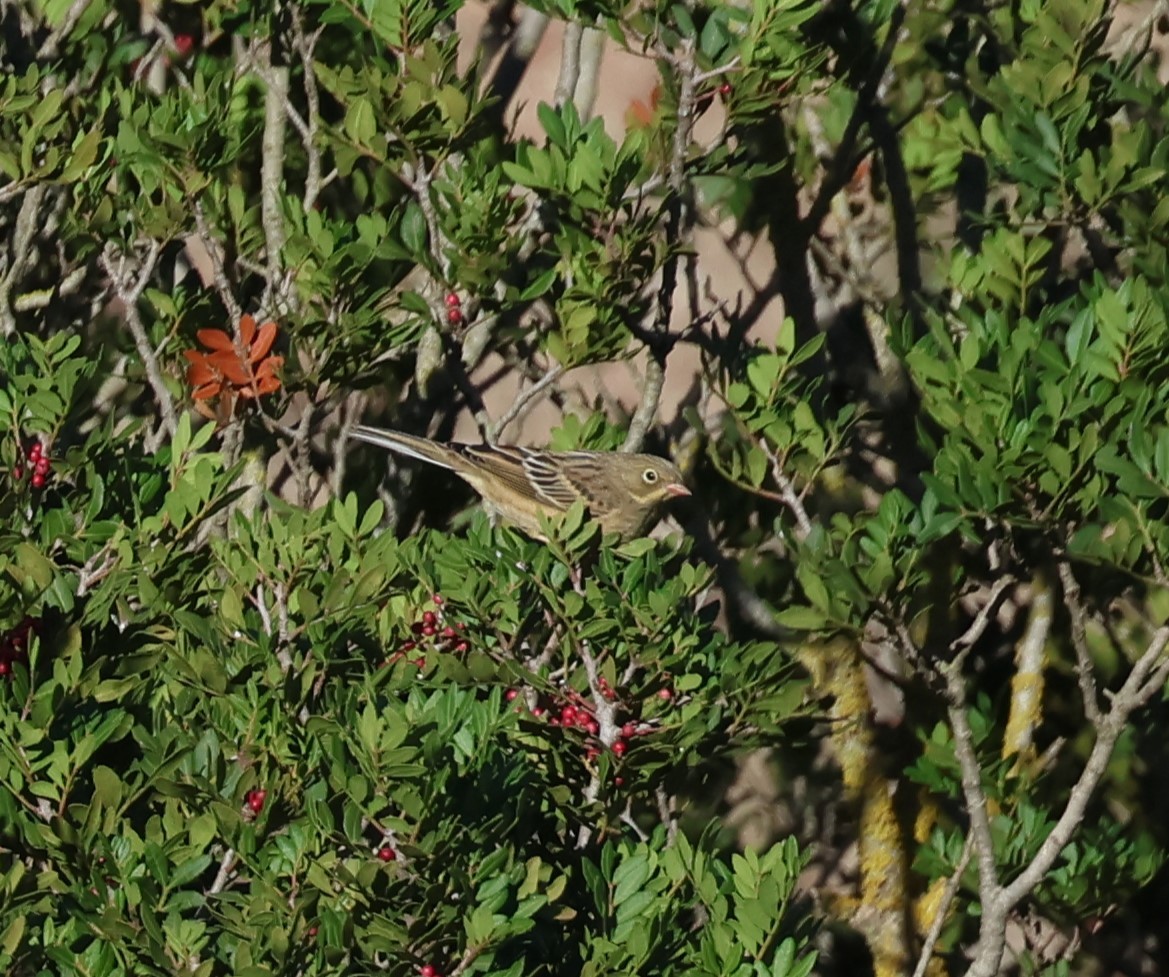 Ortolan Bunting - ML609420512