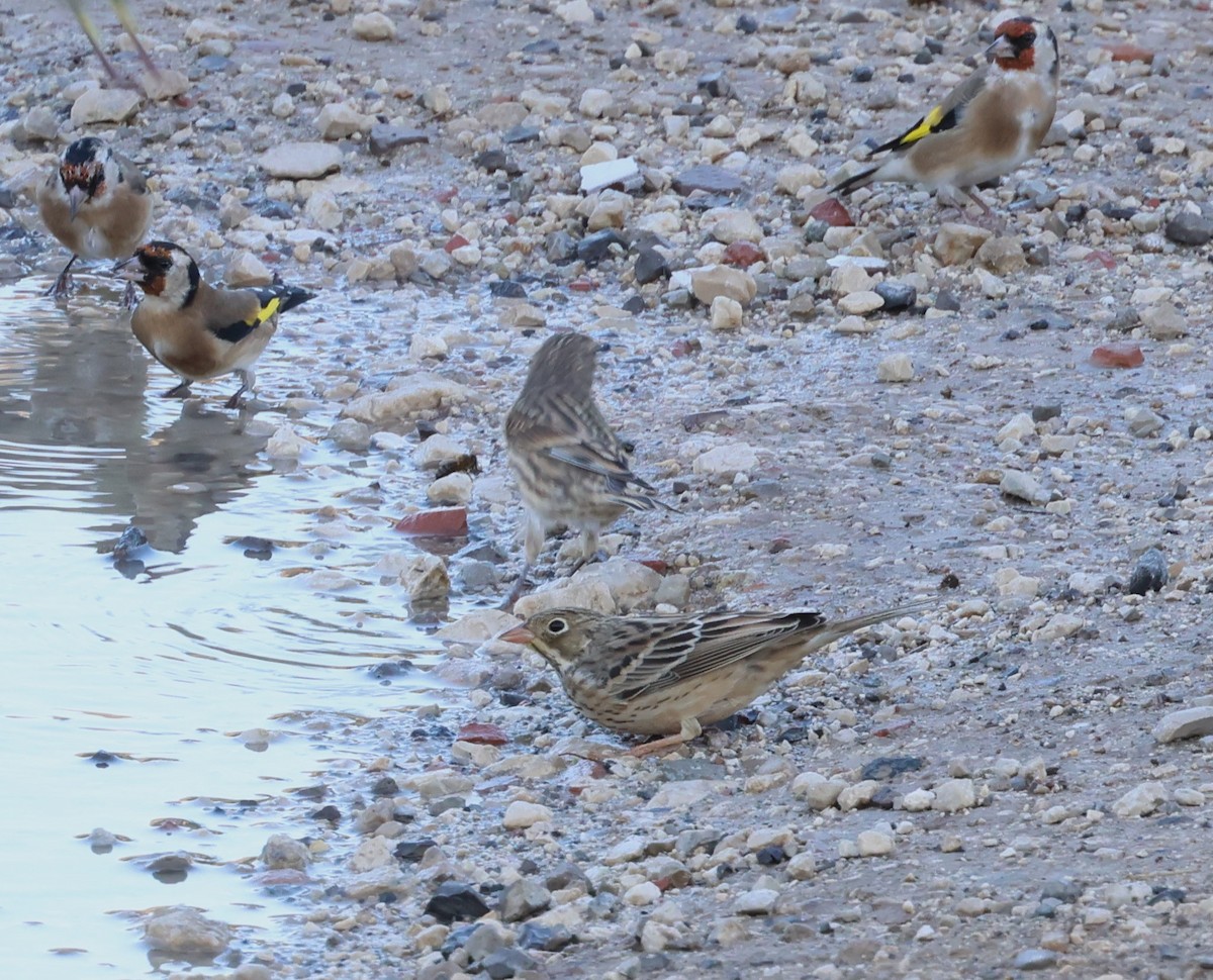 Ortolan Bunting - ML609420513