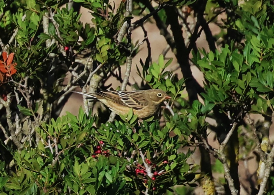 Ortolan Bunting - ML609420515