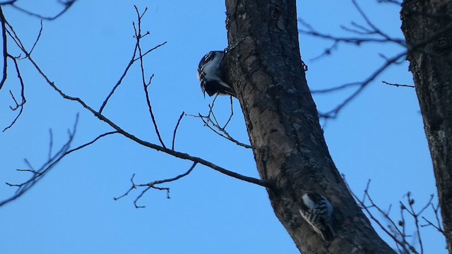 Hairy Woodpecker - ML609420537