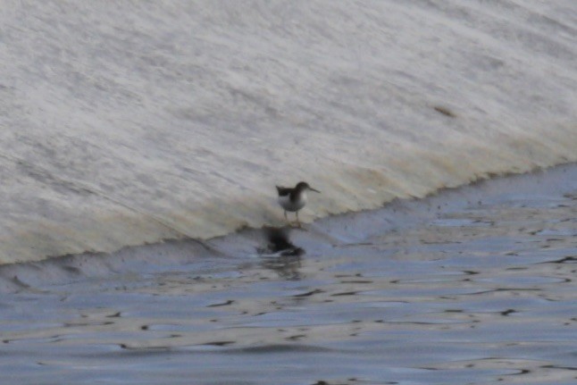 Common Sandpiper - ML609420547