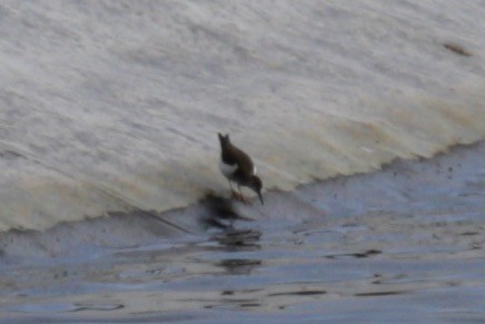 Common Sandpiper - ML609420548