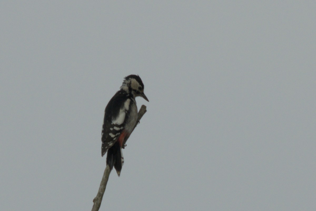 Great Spotted Woodpecker (Great Spotted) - ML609420557