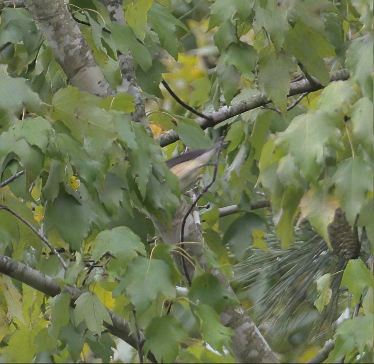 passerine sp. - ML609420579