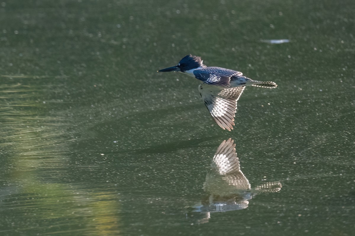 Belted Kingfisher - ML609420586