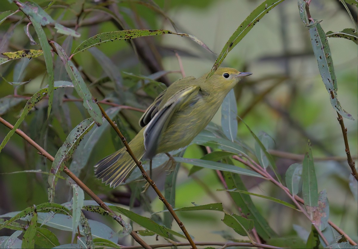 Paruline jaune - ML609420621