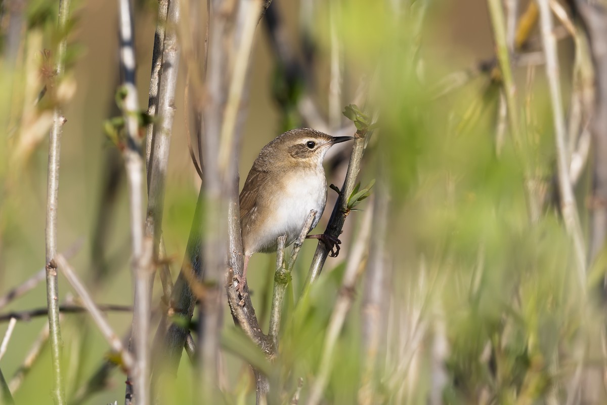 Chinese Bush Warbler - Stefan Hirsch