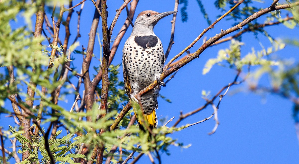 Gilded Flicker - ML609420667