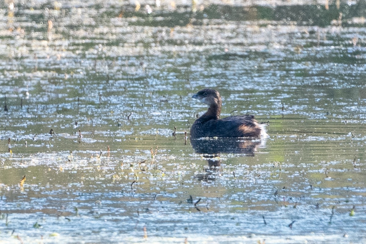 Pied-billed Grebe - ML609420742