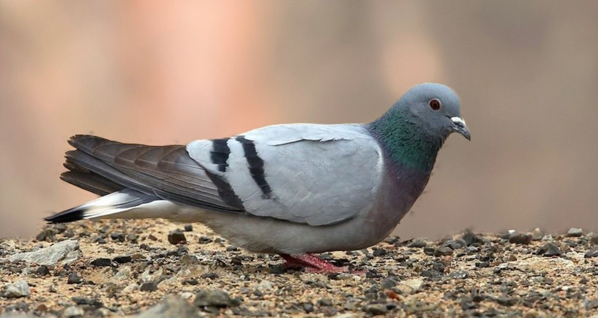 Pigeon des rochers - ML609420786