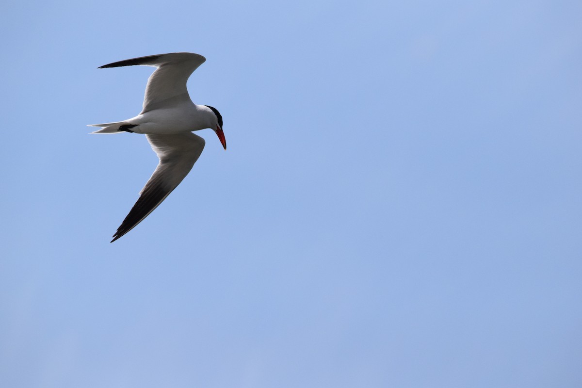 Caspian Tern - ML609420806