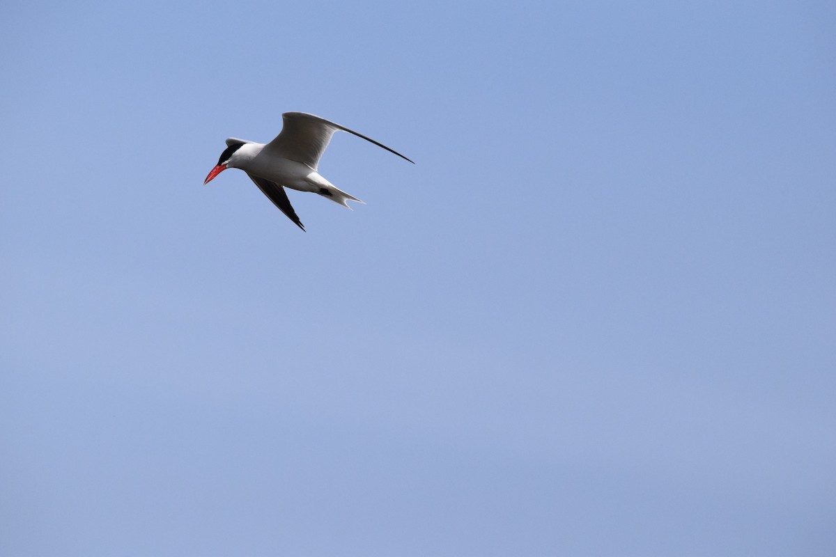 Caspian Tern - ML609420838