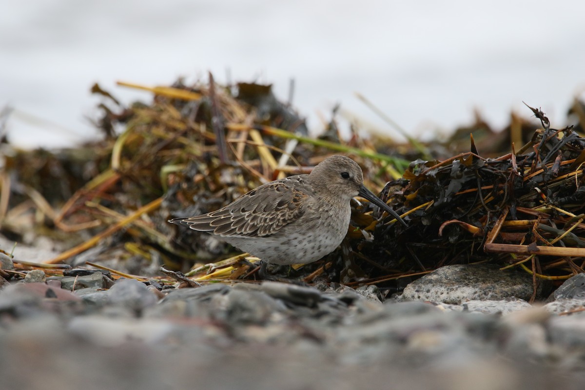 Dunlin - ML609421055